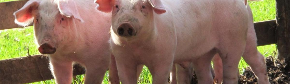 Fire grise har fået transplanteret kunstige lunger uden komplikationer.